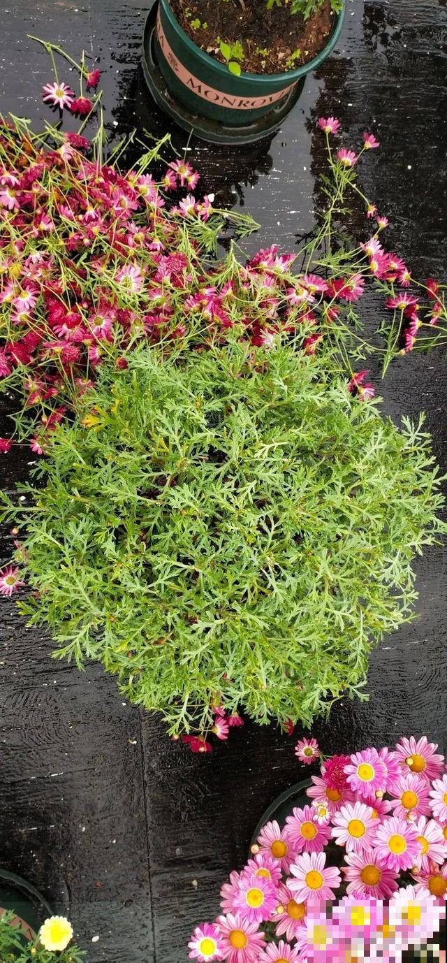 8种花要舍得掐,才能越长越旺盛 8种花要舍得掐,才能越长越旺盛