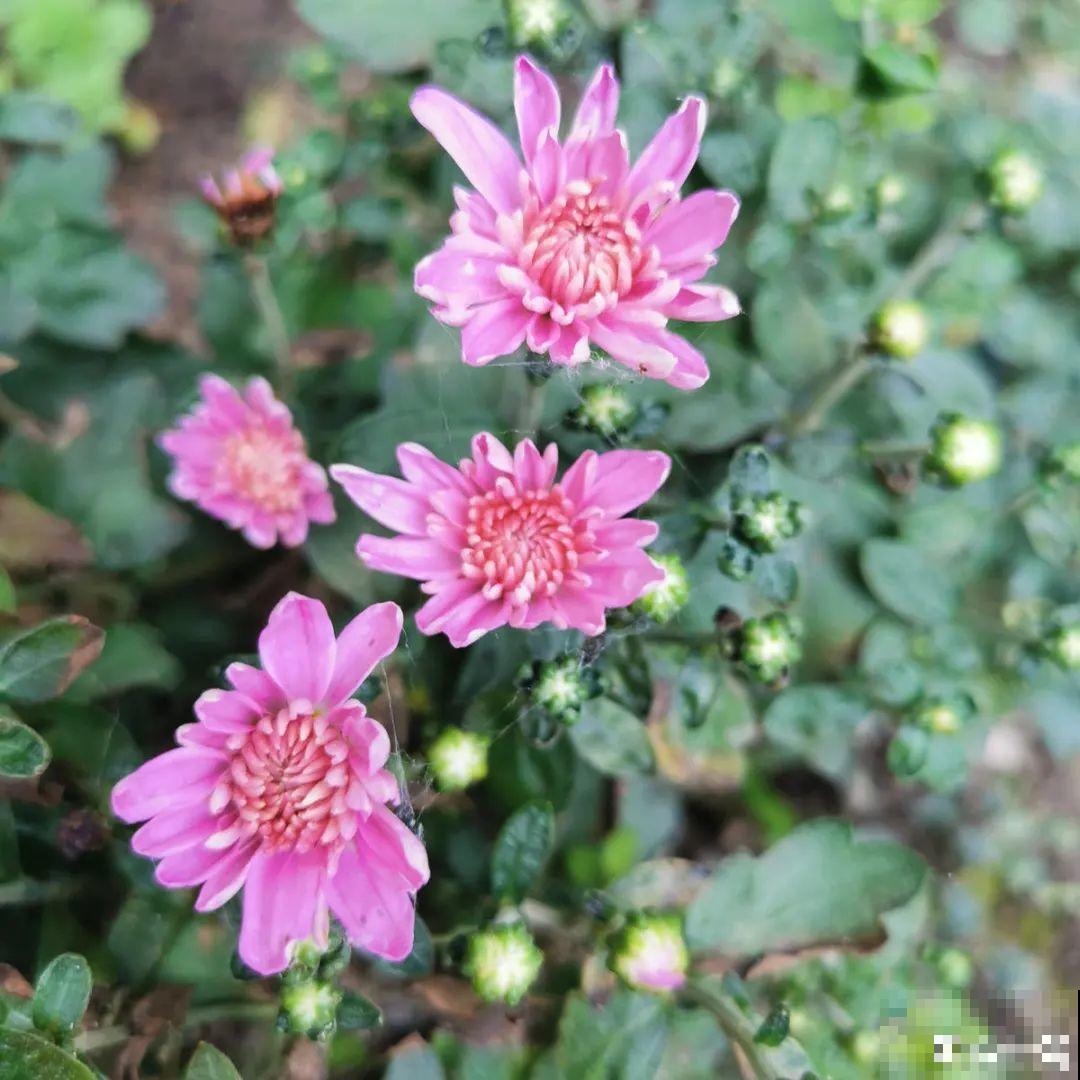 三伏已过,这花可以处理了,晚了错过开花! 三伏已过,这花可以处理了,晚了错过开花!
