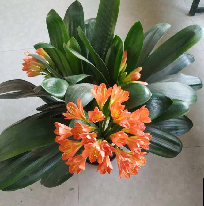 君子兰3大养护难题,一次性给你解决,今年准时开花! 君子兰3大养护难题,一次性给你解决,今年准时开花!