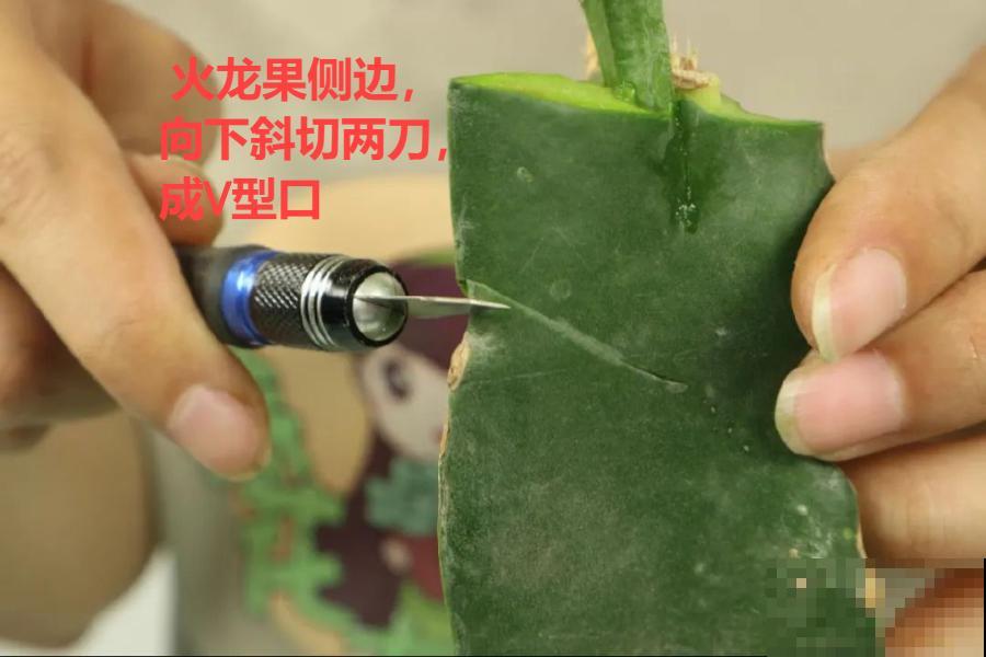 嫁接达人,玉树嫁接长寿上,花友直呼内行! 嫁接达人,玉树嫁接长寿上,花友直呼内行!