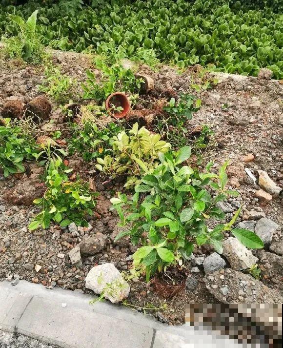 路边也能捡到“宝”，回家养一养，开成宝贝花！