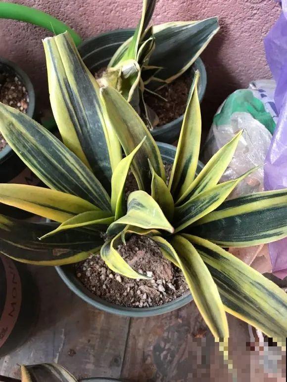 这花拔起来没有根,赶紧换盆,不然活不过俩月! 这花拔起来没有根,赶紧换盆,不然活不过俩月!