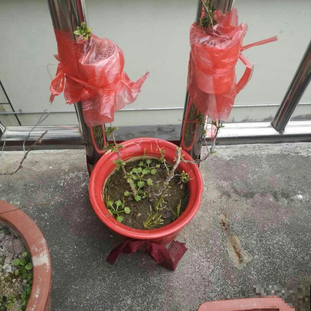 塑料袋可是养花好东西，拿来套花盆，花长得更加油亮