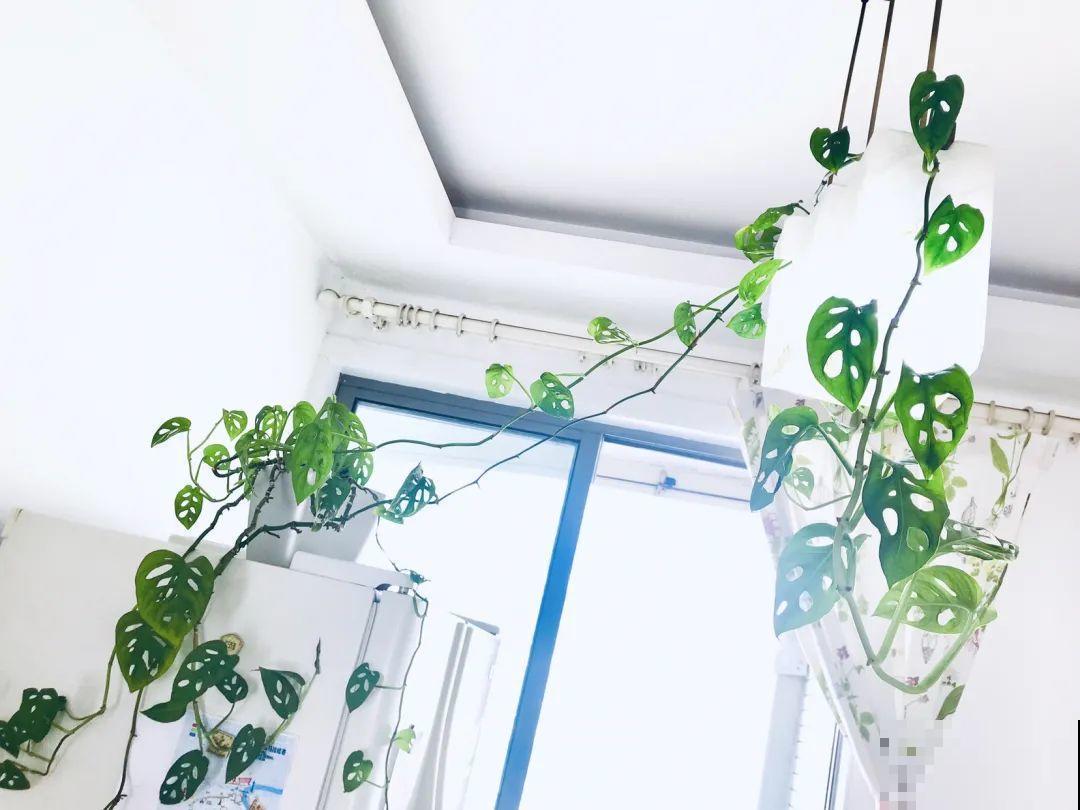 新买一盆花,叶子五颜六色,真怀疑它是不是喷药了? 新买一盆花,叶子五颜六色,真怀疑它是不是喷药了?