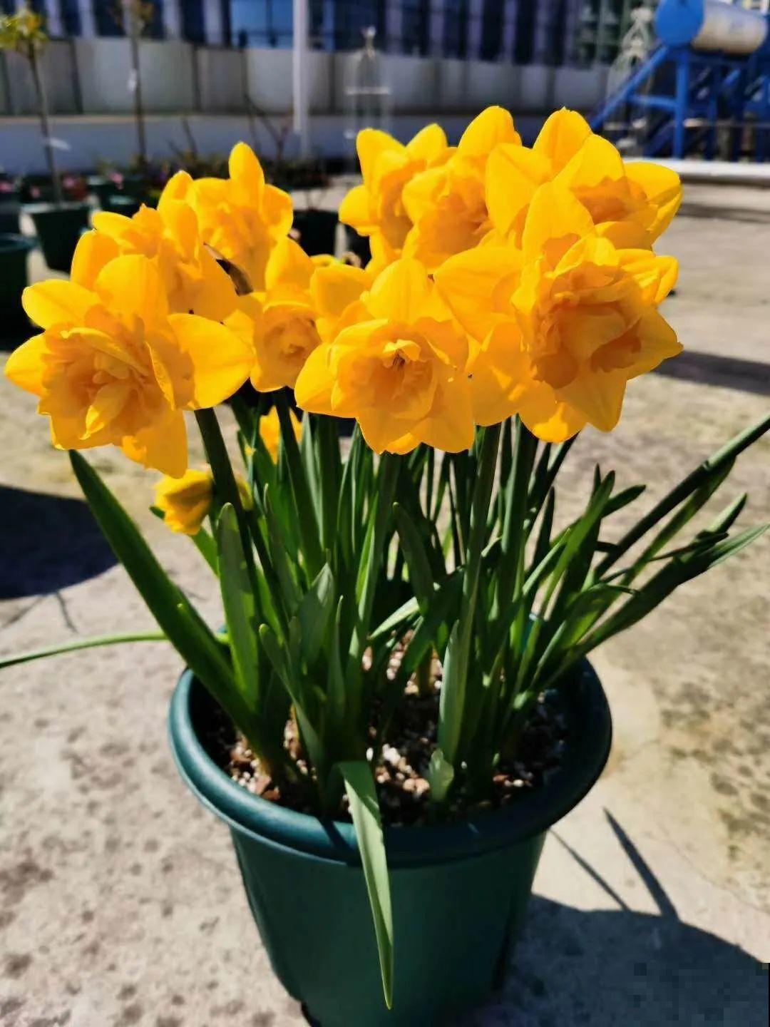 我在公司养300盆花，老板没批评，还帮忙拍照！