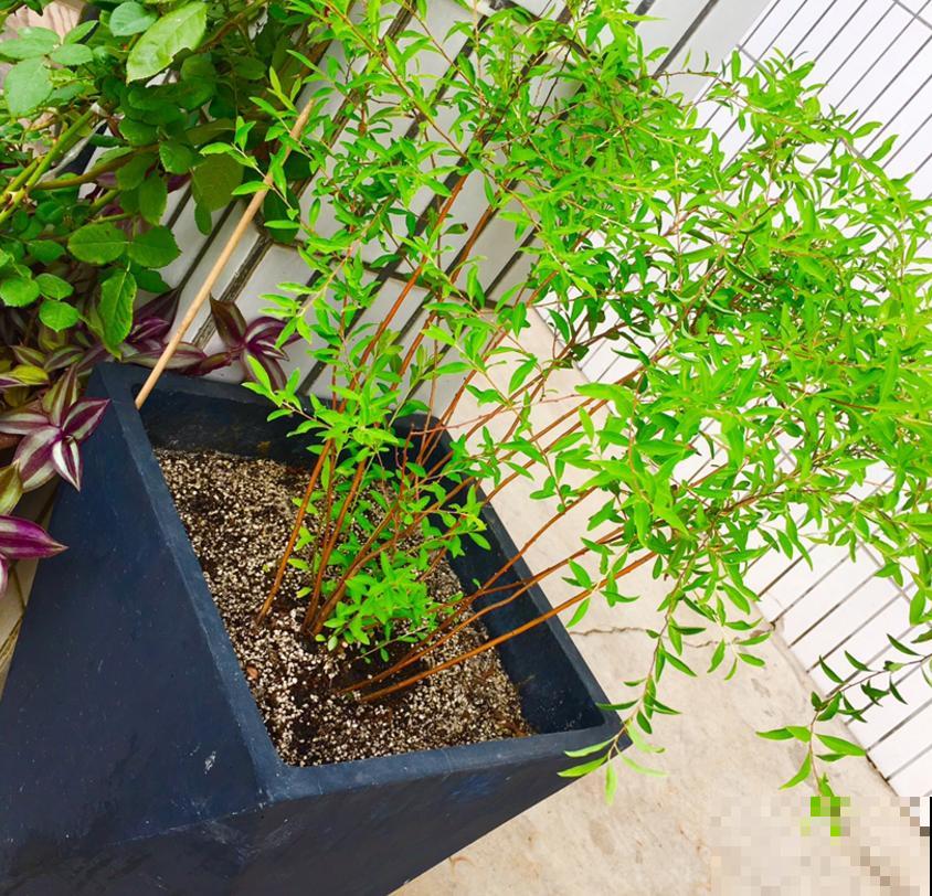 想省事就养雪柳，花美好养活，“懂事”到让人心疼！