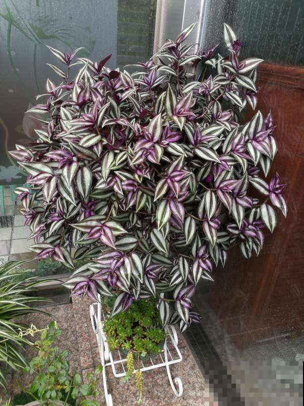 8种花,吊起来养,小阳台也能养成花园 8种花,吊起来养,小阳台也能养成花园