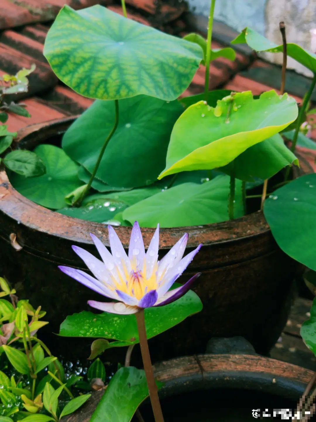 她在屋檐上养花，每天爬上爬下，乐在其中！