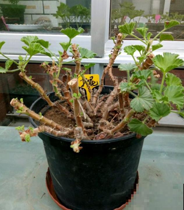 秋天养花就得折腾,修剪换盆施肥,一个工作都不能少! 秋天养花就得折腾,修剪换盆施肥,一个工作都不能少!