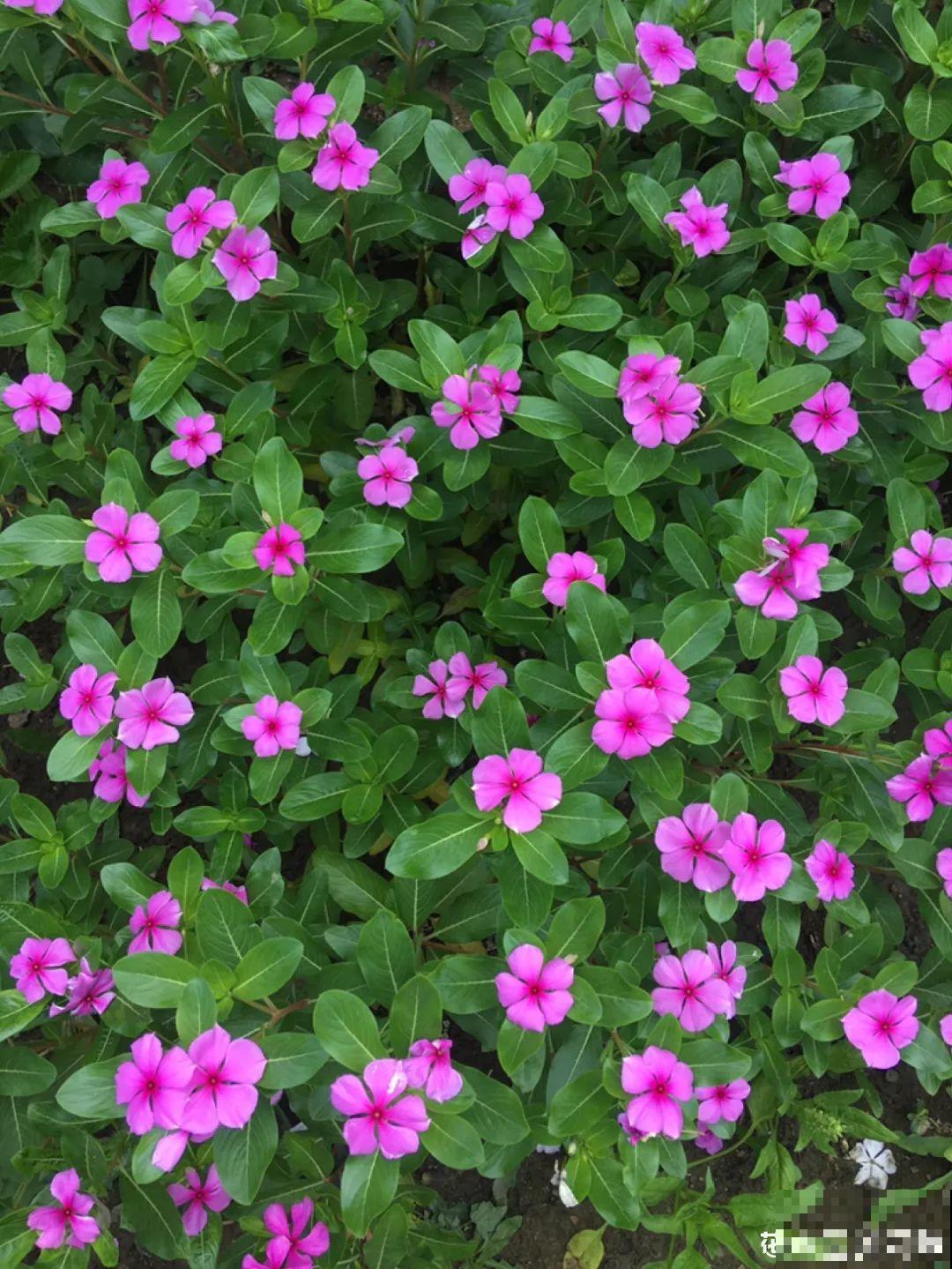 1种花是开花机器，只要温度合适，一年四季都能开花