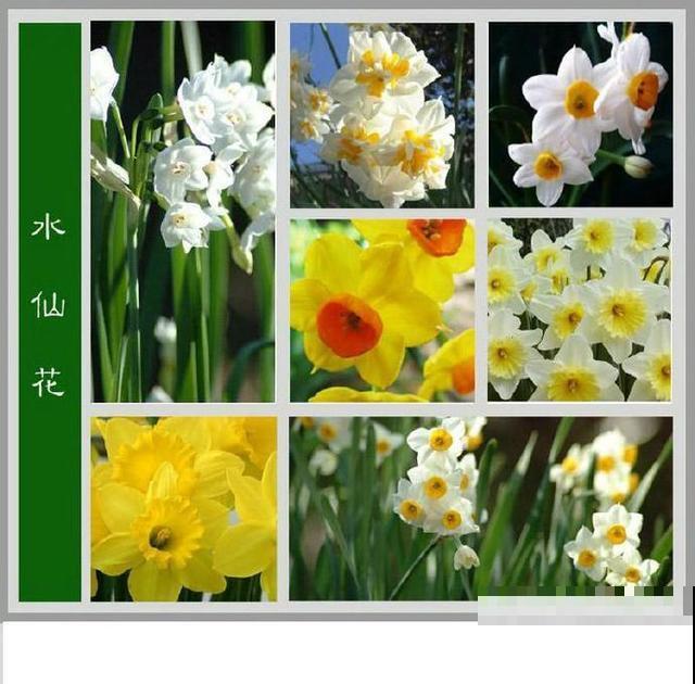 最齐全的《百花图谱》,珍藏起来,路边花都能叫上名! 最齐全的《百花图谱》,珍藏起来,路边花都能叫上名!