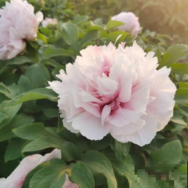 这花只能秋天养,埋土里就活,晚了再等一整年! 这花只能秋天养,埋土里就活,晚了再等一整年!