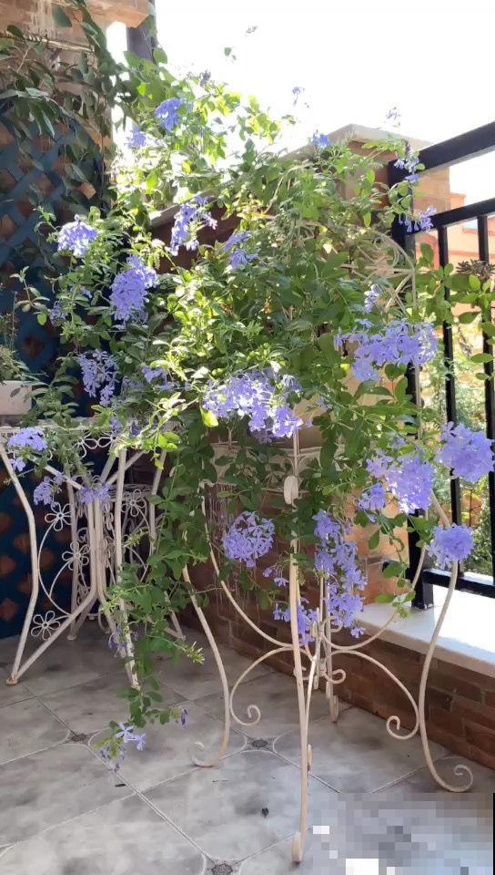 三角梅养在绿化带,呼呼蹿成大花树,养家里却不长个 三角梅养在绿化带,呼呼蹿成大花树,养家里却不长个