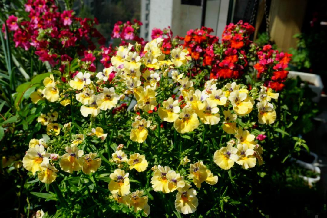 阳台新宠龙面花,花量超大颜色多,四季都开不停! 阳台新宠龙面花,花量超大颜色多,四季都开不停!