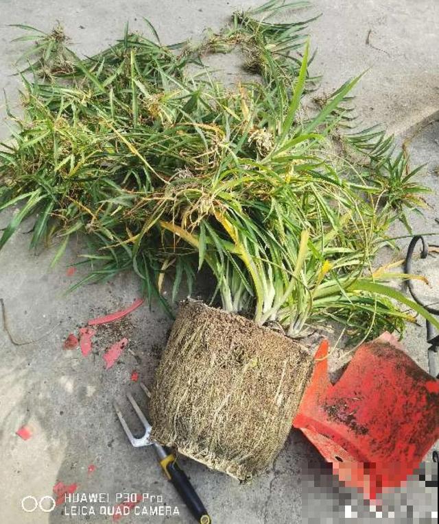 8种花换盆,换好了生一堆,换错立马死! 8种花换盆,换好了生一堆,换错立马死!