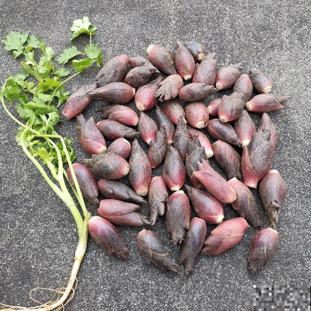 秋天野菜贵如金，赶紧上山挖，很快就老了