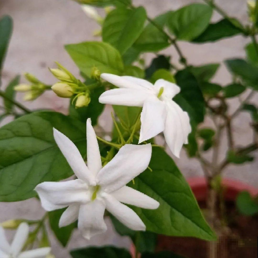 看图猜花名，100道题，测你的养花天分！