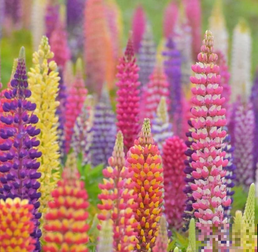 童年回忆羽扇豆,别说不认识,养盆送给妈! 童年回忆羽扇豆,别说不认识,养盆送给妈!