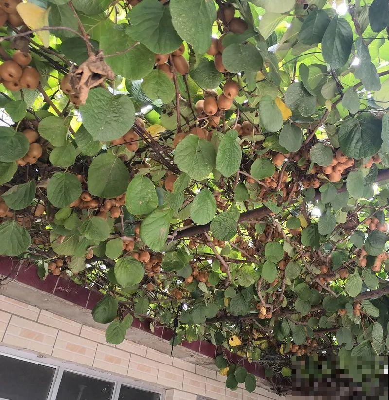 院子里种棵守家果树,镇宅风水好,旺人旺家 院子里种棵守家果树,镇宅风水好,旺人旺家