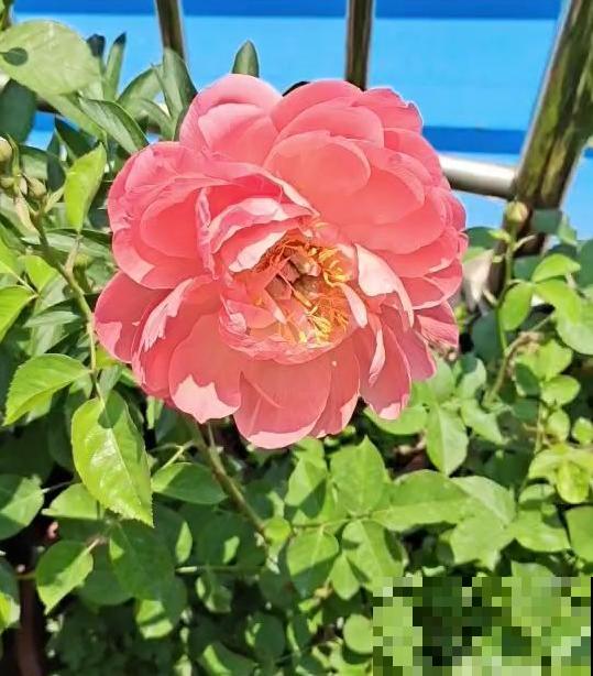 家花与野花的区别，一个娇贵、一个强悍，你更喜欢哪一种？