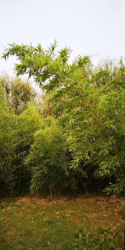 有院子的花友要注意,4种植物易招蛇,最好少养! 有院子的花友要注意,4种植物易招蛇,最好少养!