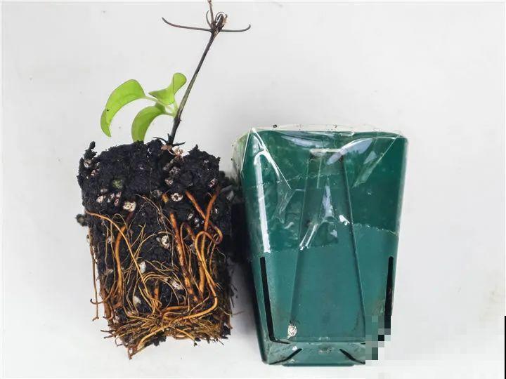 大家都爱养的花，其实只能秋天种，错过季节养不活！