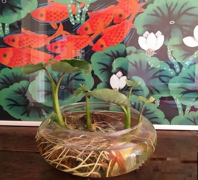 玉米掰一半，泡水里长成绿植，比花还美