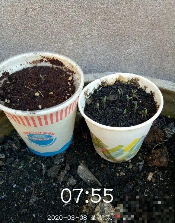 西红柿、玉米……埋土里，7天长成小森林，结出果子一大筐！