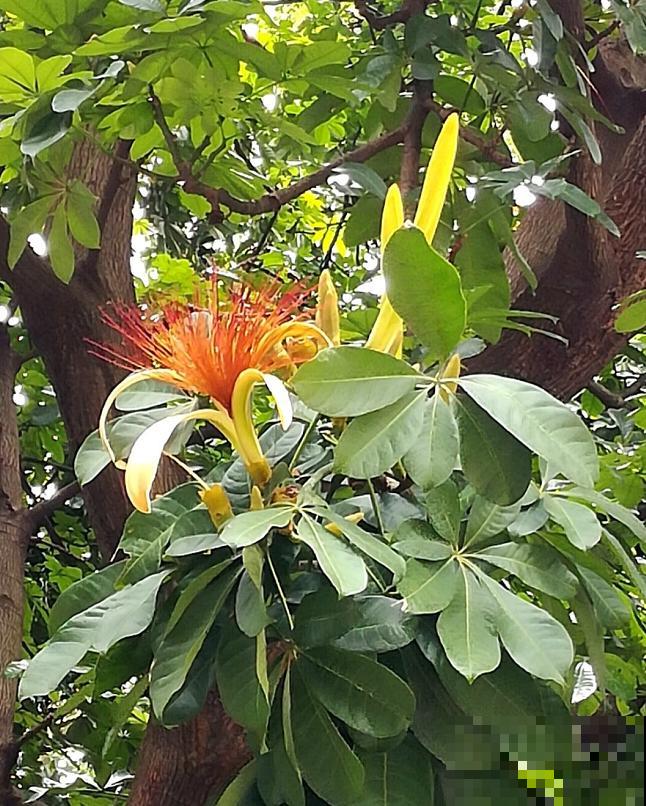 16种奇花异草,随便挑一个,你都没见过! 16种奇花异草,随便挑一个,你都没见过!