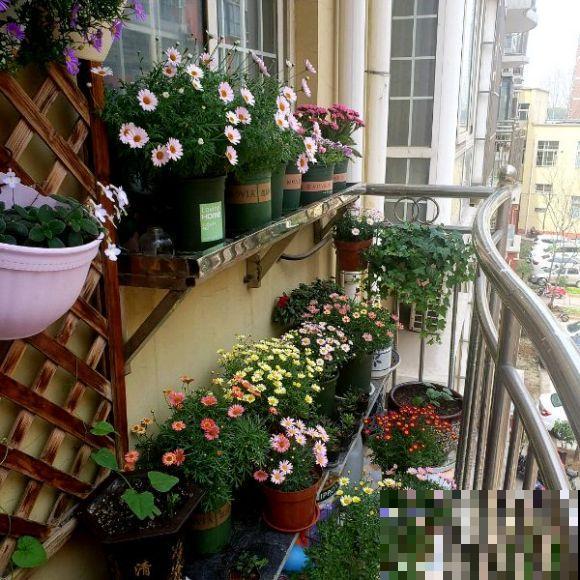 养花也要有度，阳台别摆太多花，小心压塌了！