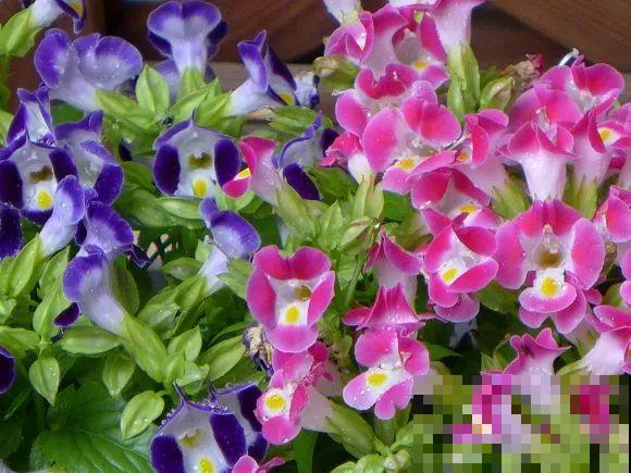 秋天的院子,养点喜欢的花,乐得自在 秋天的院子,养点喜欢的花,乐得自在