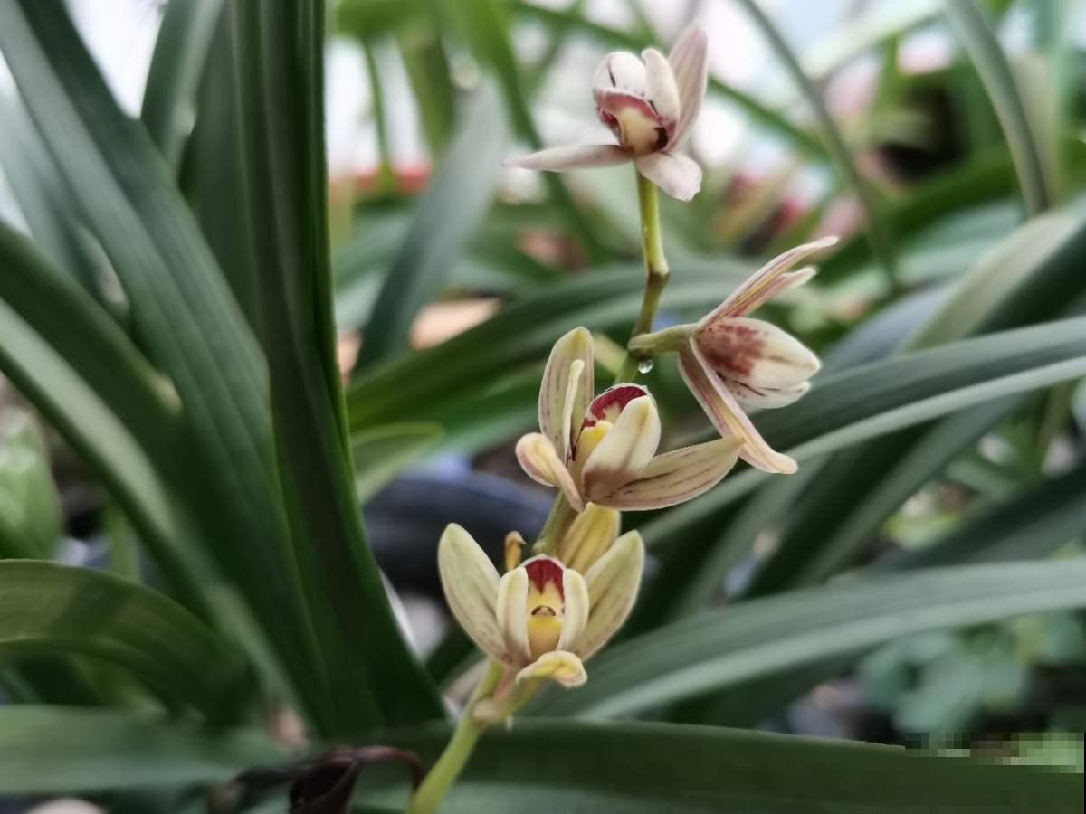 兰花没那么难养，别被吓住了，正常养护就行