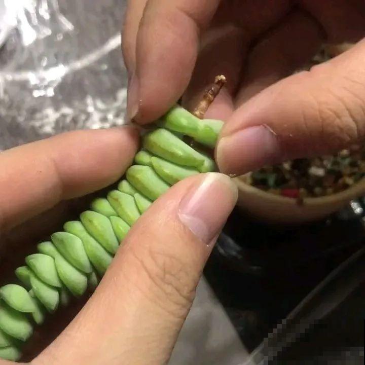 扦插这些花,只需摘几片叶子,生根太容易! 扦插这些花,只需摘几片叶子,生根太容易!