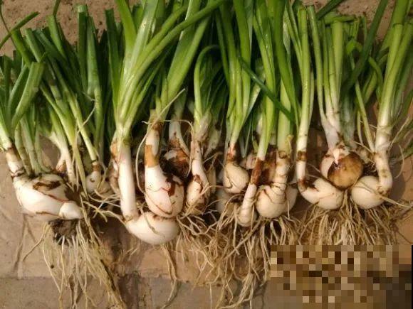 种花赚钱？要是有块地，真的发财了！