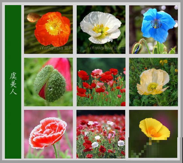 最齐全的《百花图谱》,珍藏起来,路边花都能叫上名! 最齐全的《百花图谱》,珍藏起来,路边花都能叫上名!