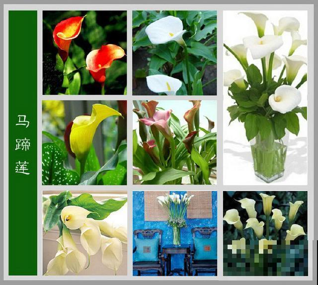 最齐全的《百花图谱》,珍藏起来,路边花都能叫上名! 最齐全的《百花图谱》,珍藏起来,路边花都能叫上名!