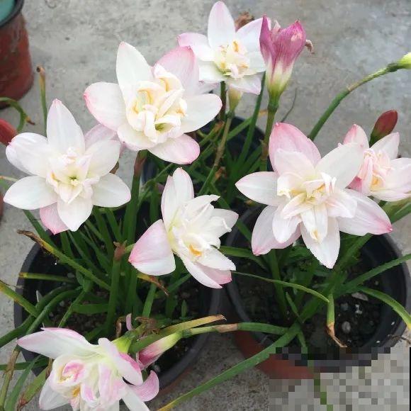 看图猜花名，100道题，测你的养花天分！