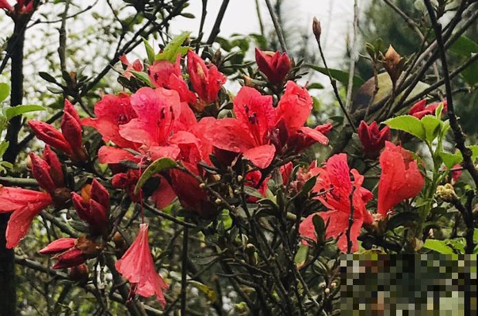 一句诗一种花,根据诗句猜花名,全猜对的是个文化人 一句诗一种花,根据诗句猜花名,全猜对的是个文化人