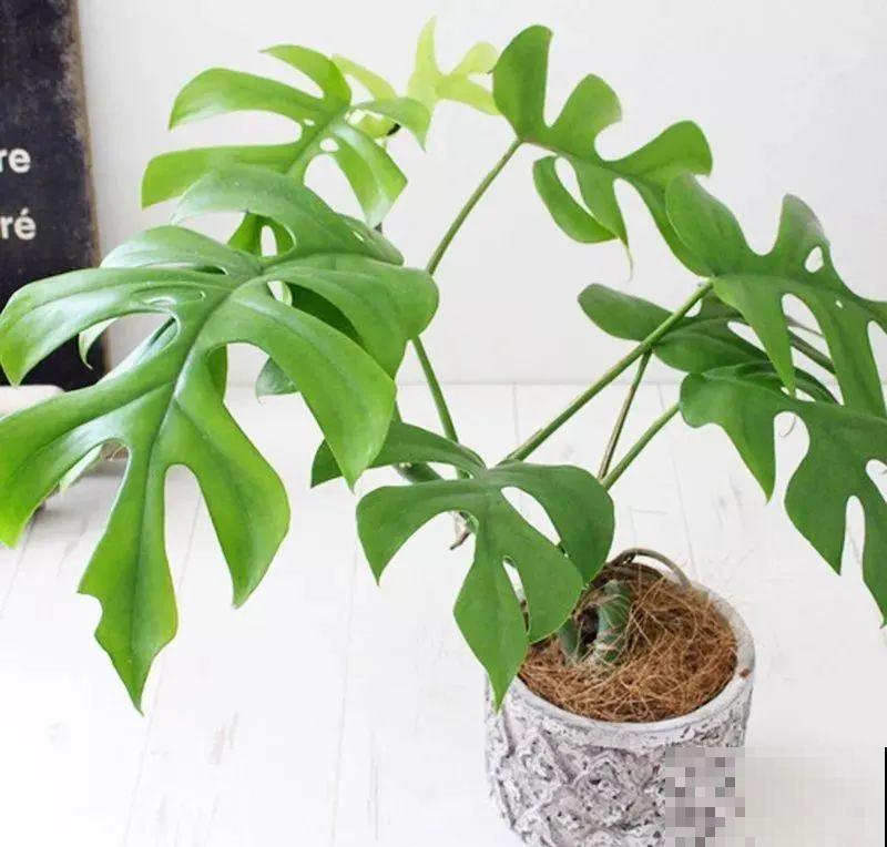 花盆越大越好看？错了，小盆种花美到窒息！