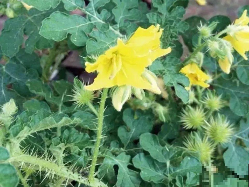 20种有毒花,出门别乱摘,有小孩的特别注意 20种有毒花,出门别乱摘,有小孩的特别注意