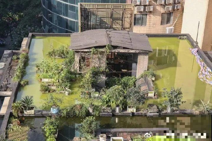 重庆一家企业,楼顶用来种菜养花,佩服! 重庆一家企业,楼顶用来种菜养花,佩服!
