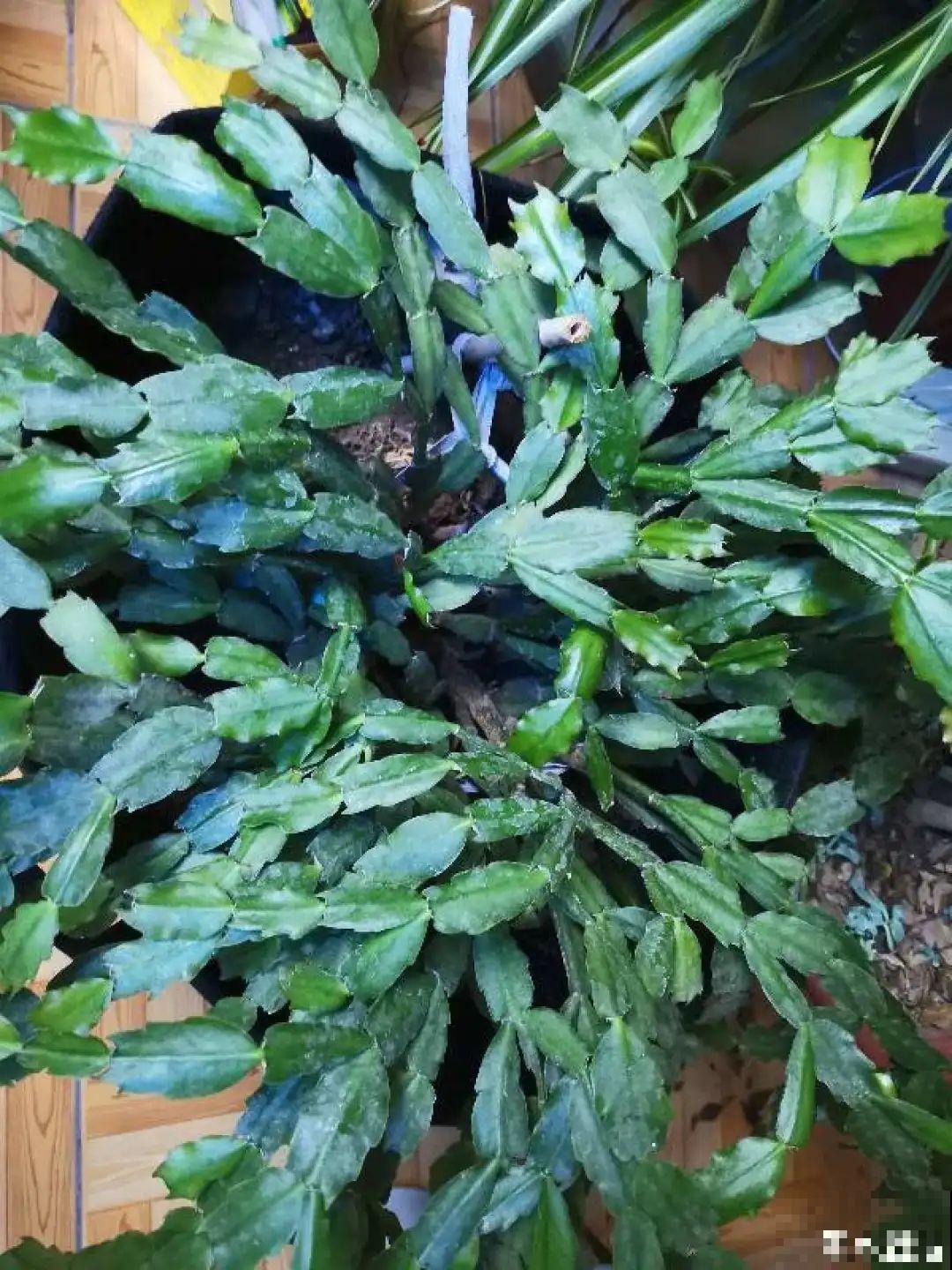 9月施肥季,这花赶紧贴秋膘,才能爆开花! 9月施肥季,这花赶紧贴秋膘,才能爆开花!