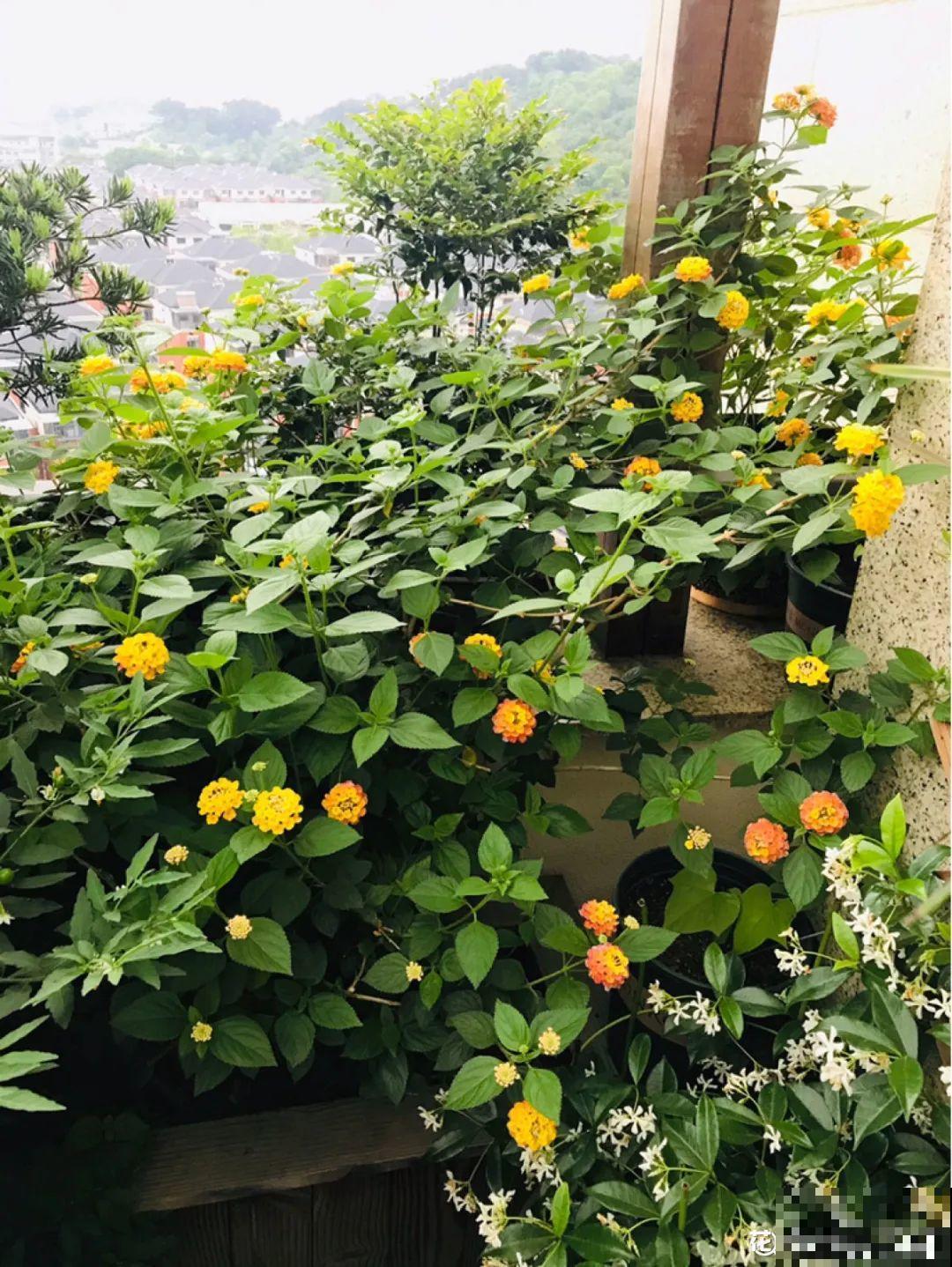 罂粟花不能随便种,私自种植,就得薅光 罂粟花不能随便种,私自种植,就得薅光