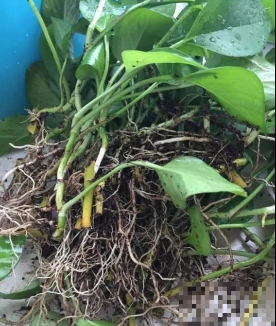 换盆有讲究,不能乱来,伤到根部就惨啦! 换盆有讲究,不能乱来,伤到根部就惨啦!