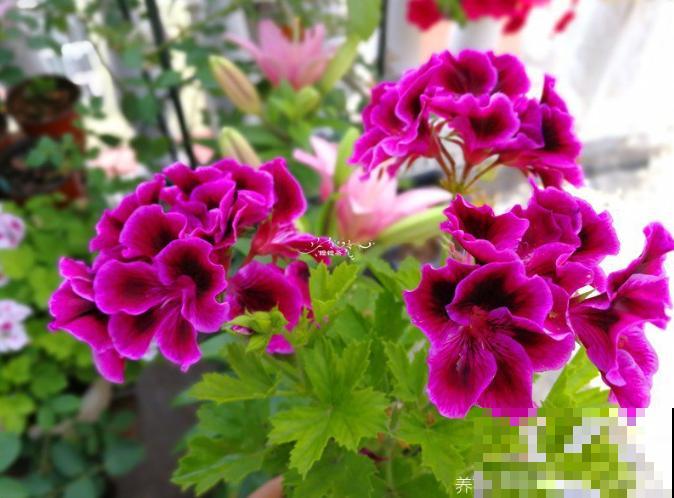 这些花马上就苏醒了,赶紧一瓢水浇透,个子立马蹿一截! 这些花马上就苏醒了,赶紧一瓢水浇透,个子立马蹿一截!