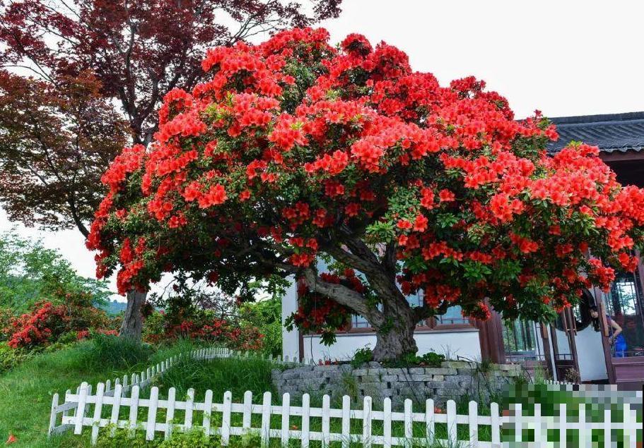407岁古树，熊孩子玩火烧坏，只剩树皮还能活？
