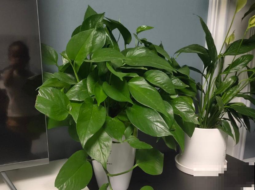 马上处暑了,这5种花最怕闷,别再浇水了! 马上处暑了,这5种花最怕闷,别再浇水了!