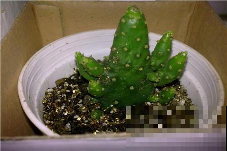 摆上这些北欧风的网红植物,家里想不高大上都难! 摆上这些北欧风的网红植物,家里想不高大上都难!