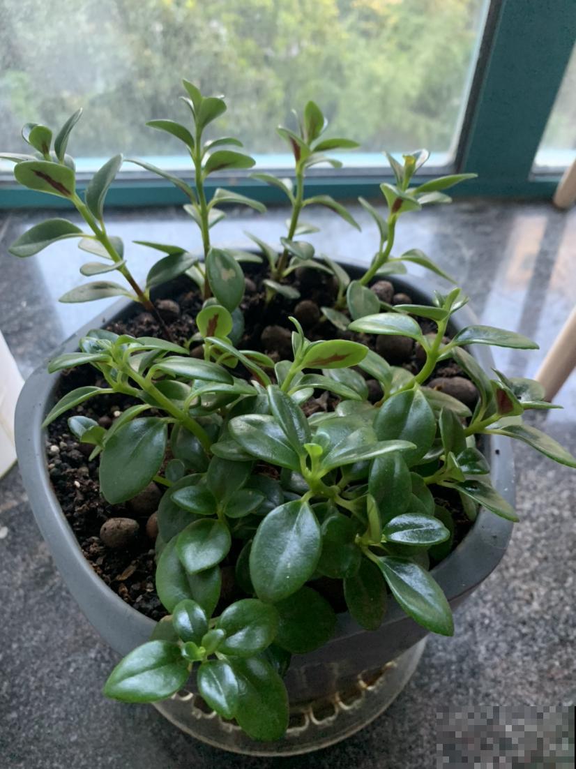 常见5种花，秋天浇水要谨慎，浇对了才能长得更旺盛