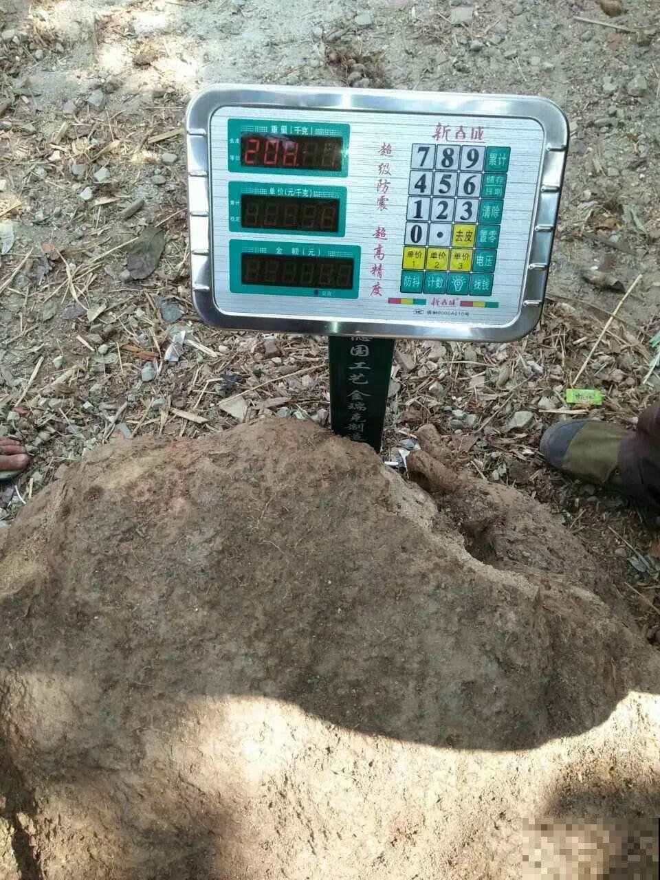 沙漠玫瑰太能长，足足100斤，1个人差点搬不动！